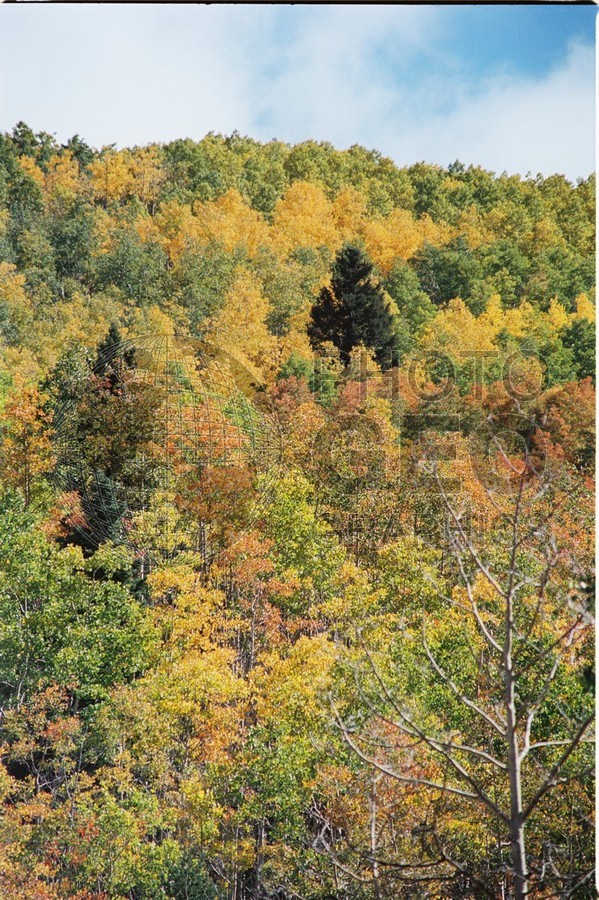 2106 Aspen Forest, San Juan National Forest, NM