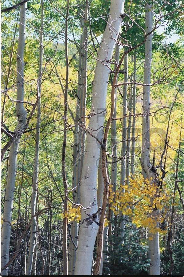 2107 Aspen Forest, San Juan National Forest, NM