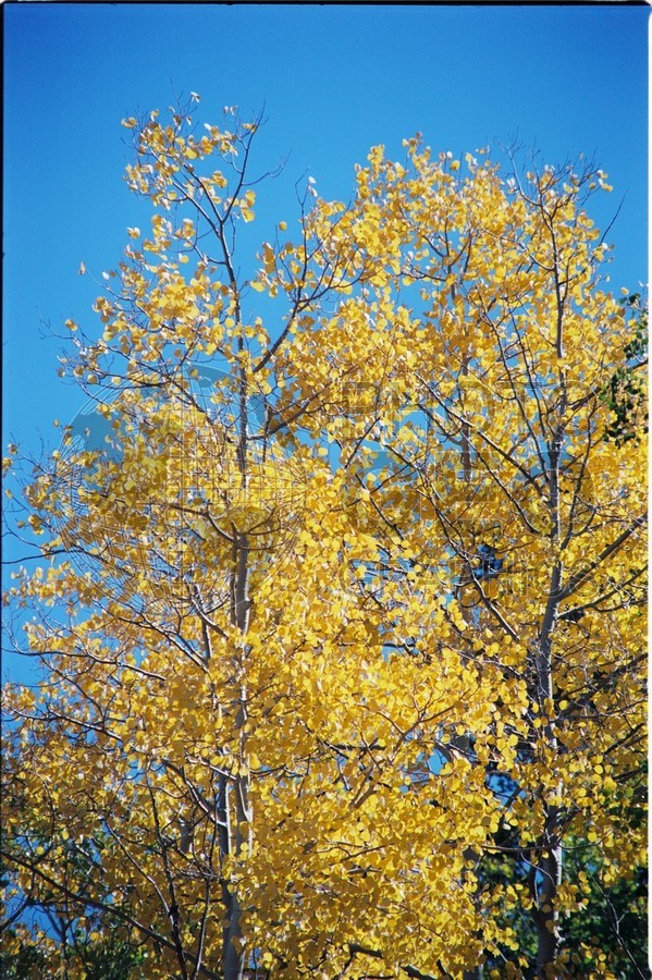 2108 Aspen Forest, San Juan National Forest, NM