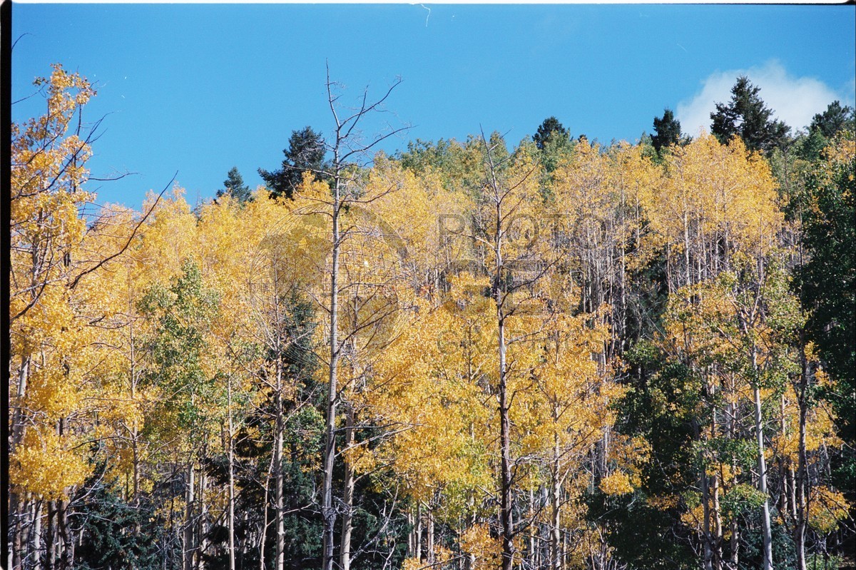 2109 Aspen Forest, San Juan National Forest, NM