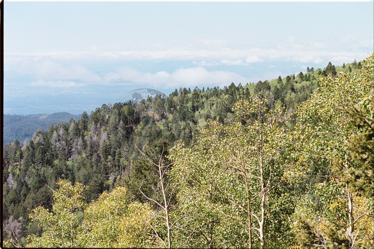 2111 Forest, San Juan National Forest, NM