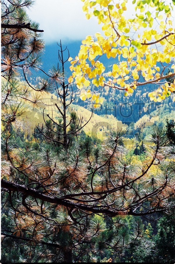 2112 Forest, San Juan National Forest, NM
