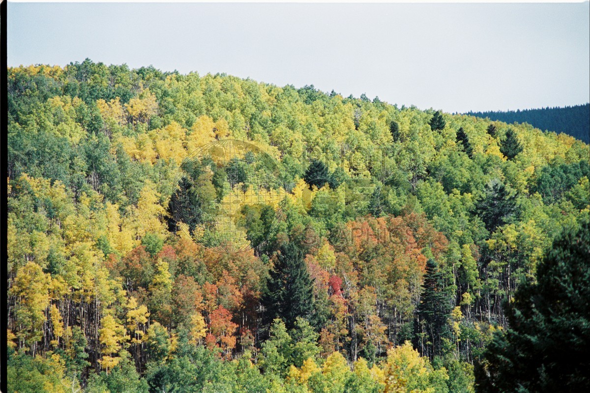 2113 Forest, San Juan National Forest, NM