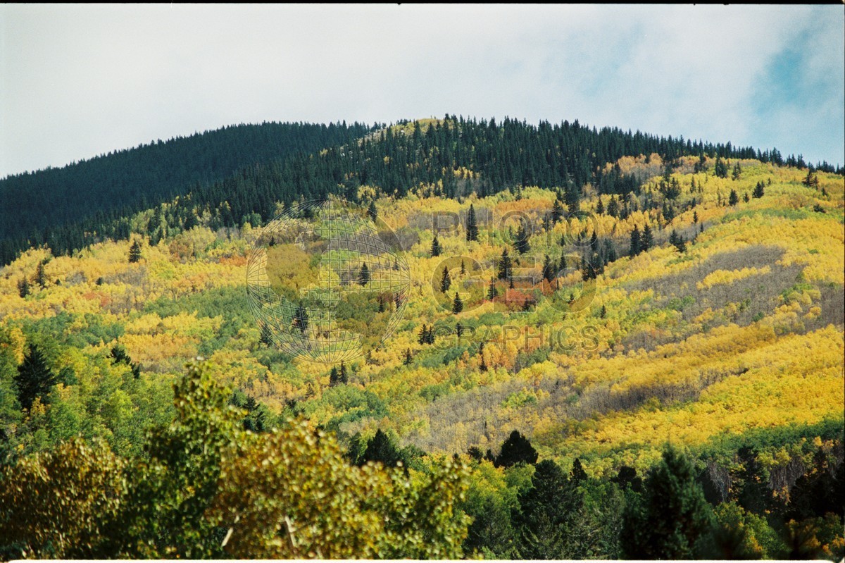 2114 Forest, San Juan National Forest, NM