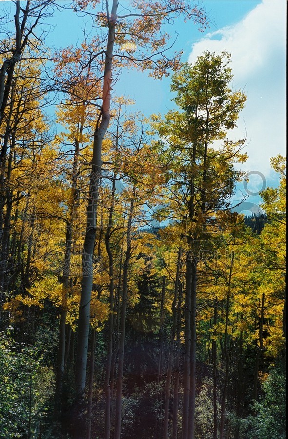 2136 Aspen Forest, San Juan National Forest, NM