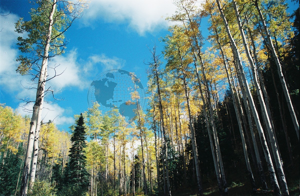 2151 Towering Aspens, San Juan National Forest, NM