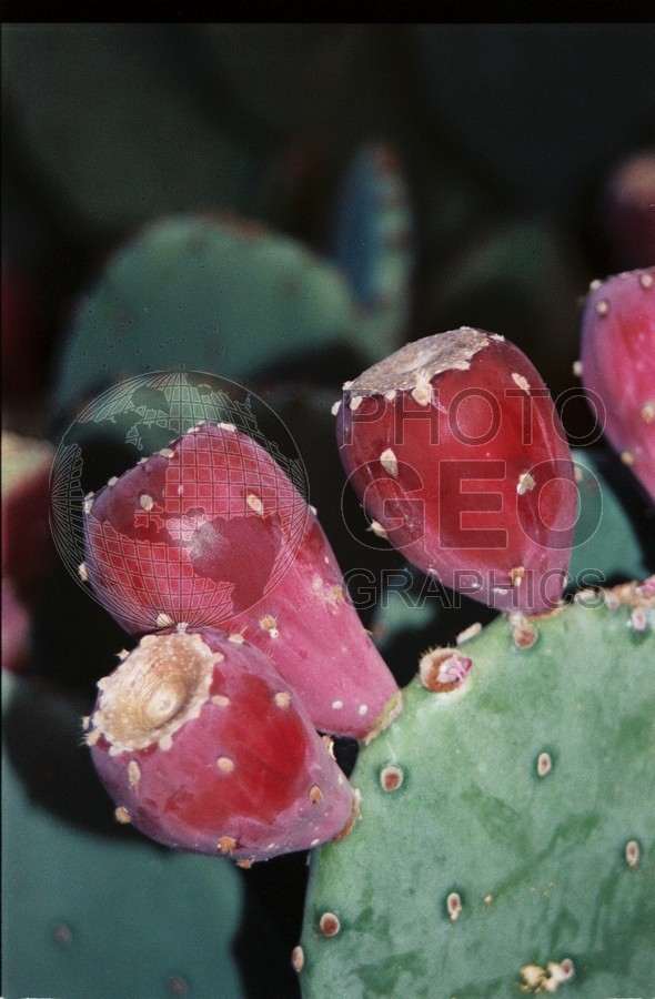 2156 Cactus, Albuquerque, NM