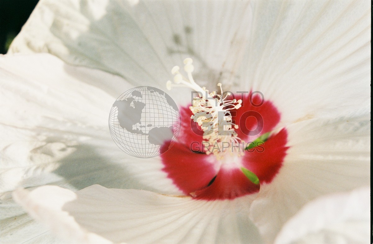 2178 White & Red Hibiscus, Dallas Arboretum, TX