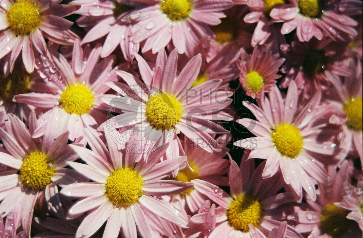 2179 Purple Daisies, Dallas Arboretum, TX