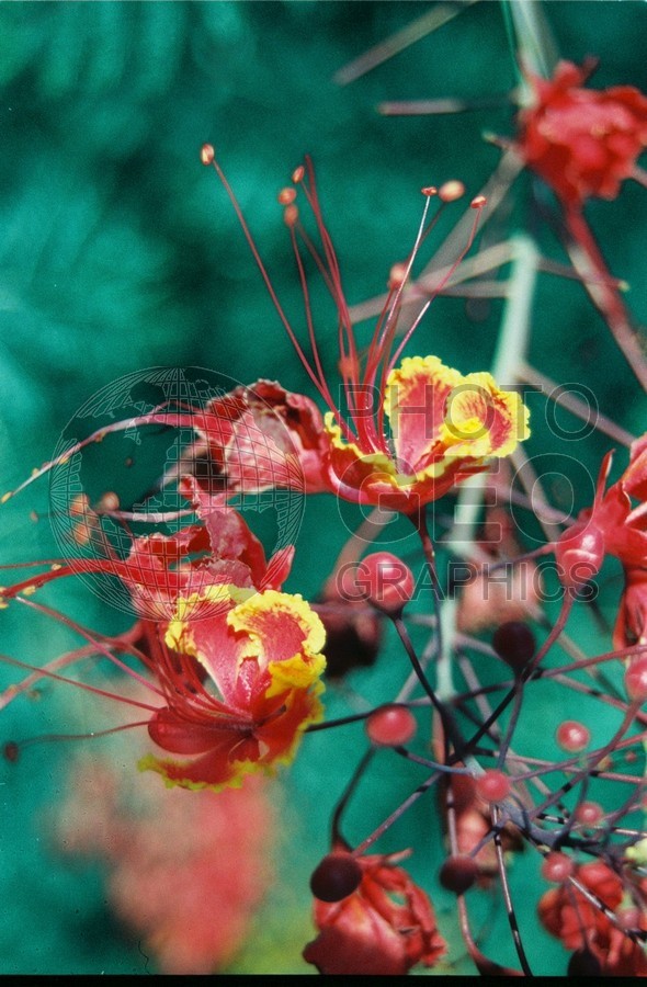 2180 Red & Yellow Flowers with Berries, Dallas Arboretum, TX