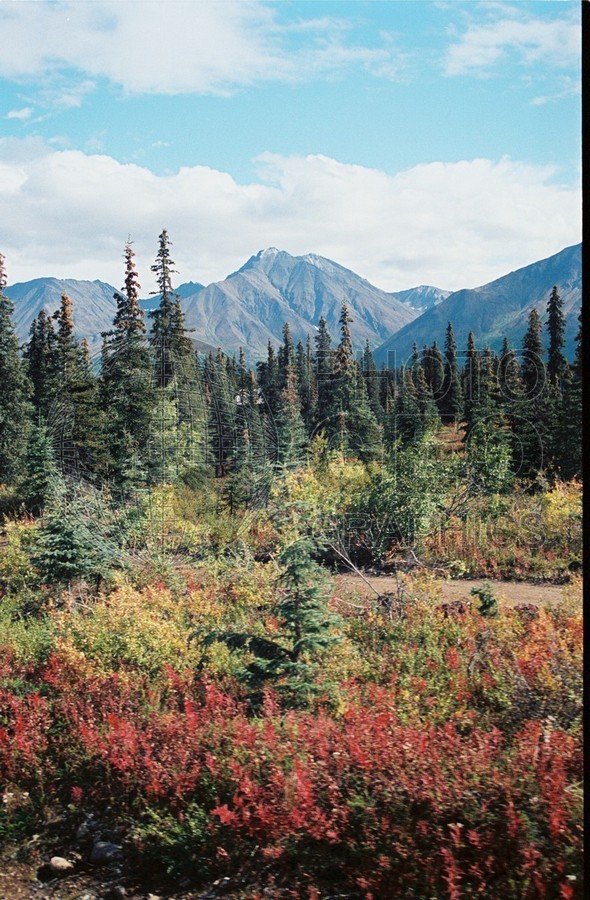 2195 Fall Colors, Denali National Park, AK