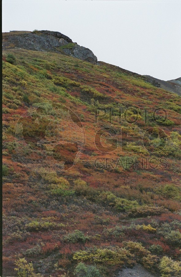2206 Fall Colors, Denali National Park, AK