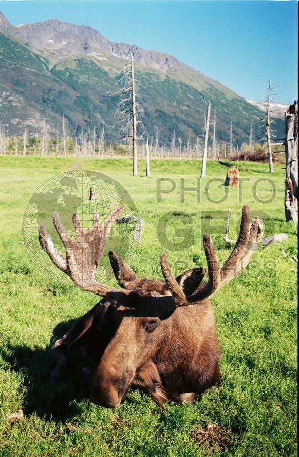 2212 Moose, Girdwood, AK