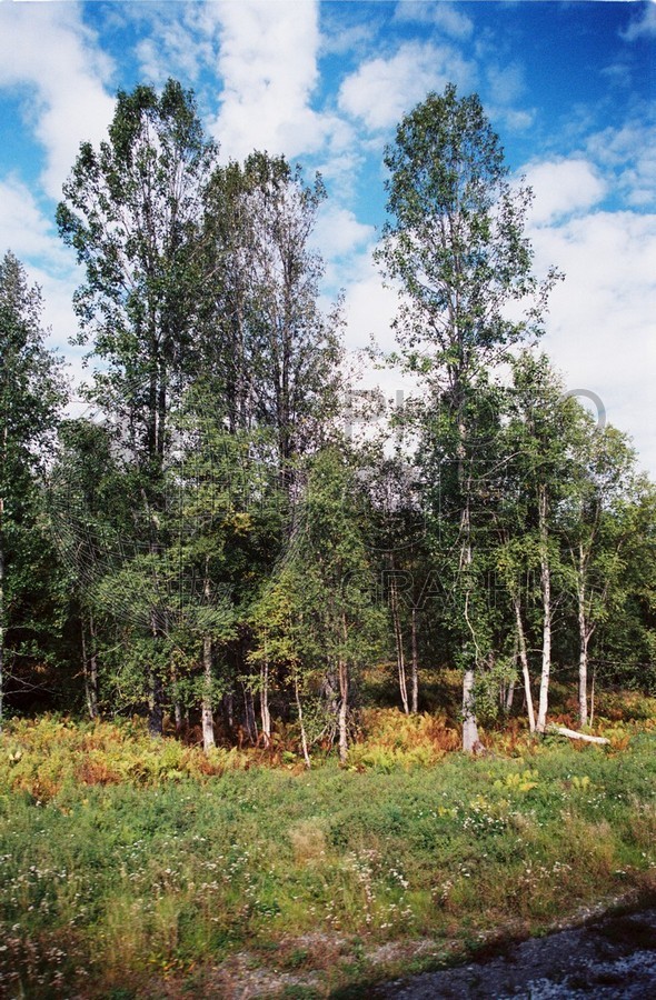 2214 Fall Forest, Talkeetna, AK