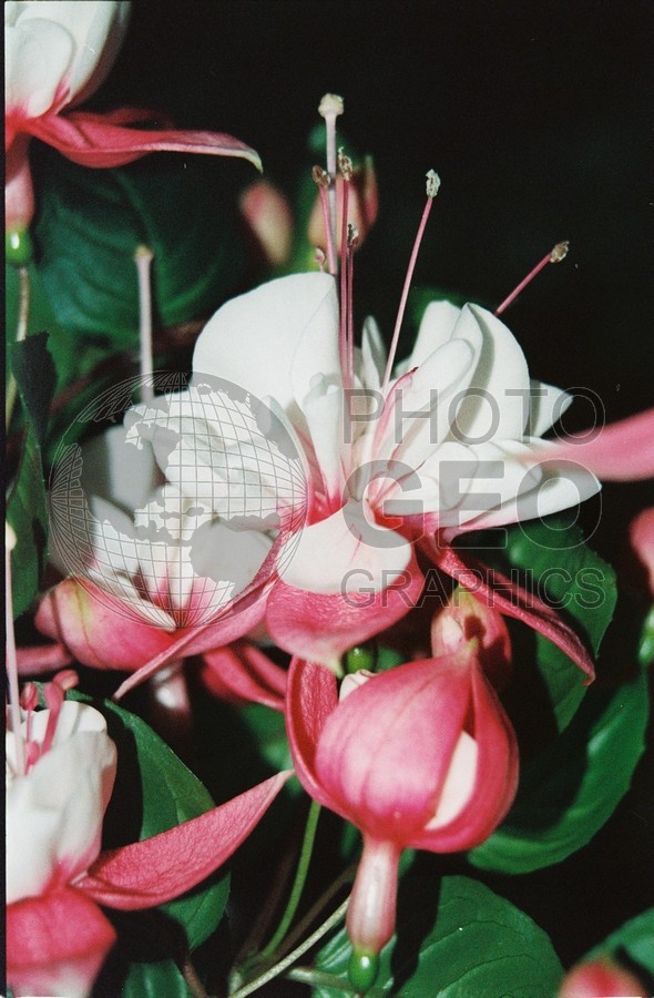 2236 Pink & White Fuchsia, Palmer, AK