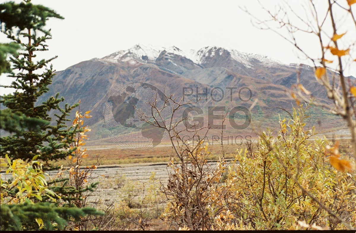 2244 Fall Colors, Denali National Park, AK