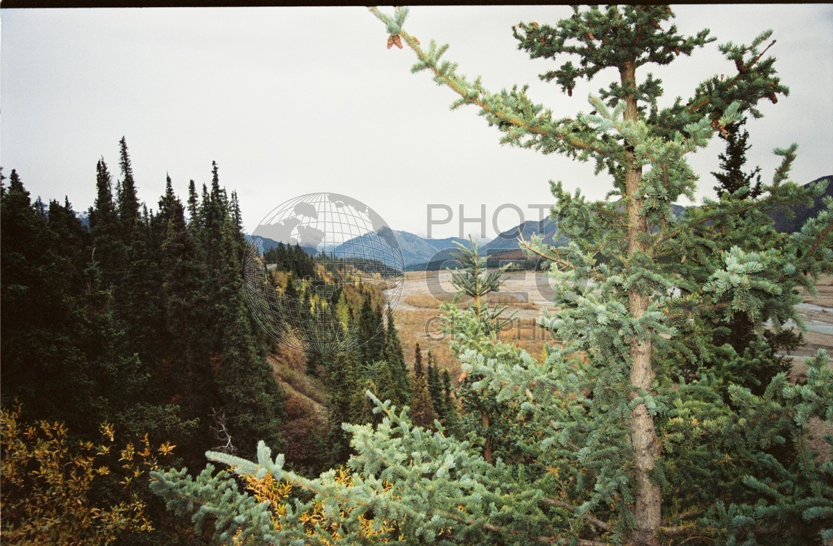 2246 Fall Colors, Denali National Park, AK