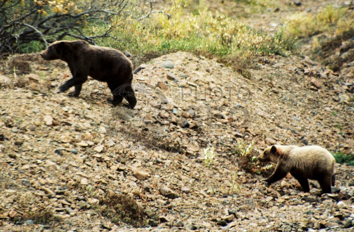 2251 Brown Bears, Denali National Park, AK