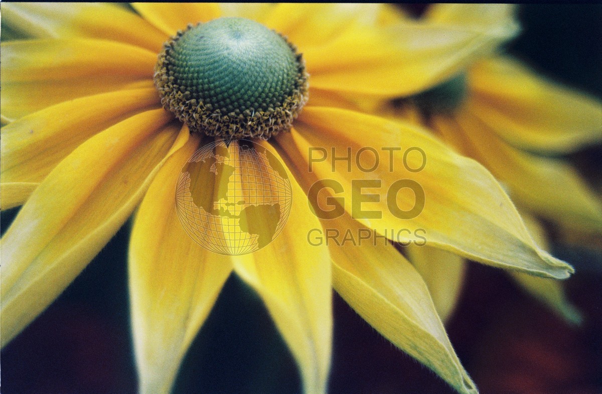 2272 Yellow Mexican Sunflower, Palmer, AK