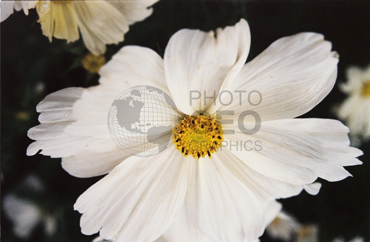 2273 White Sunflower, Palmer, AK