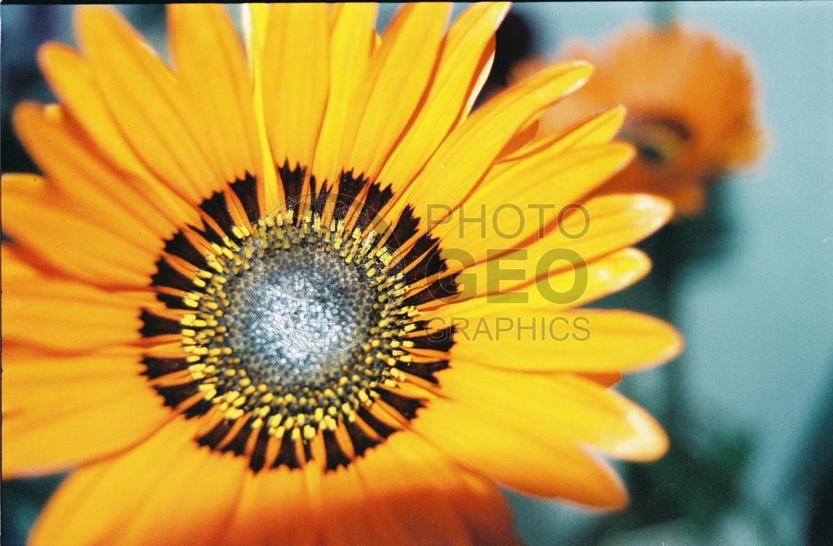 2274 Orange Sunflower, Palmer, AK