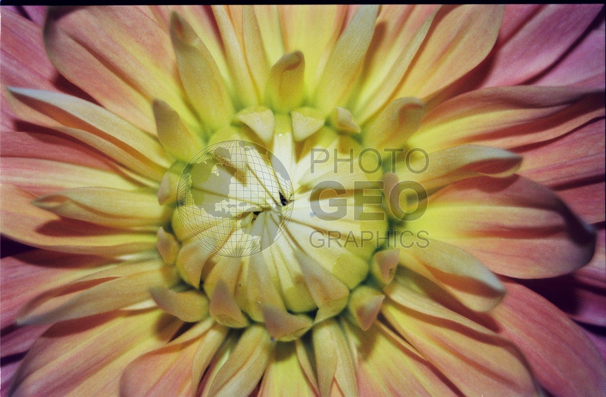 2275 Yellow & Orange Dahlia, Palmer, AK