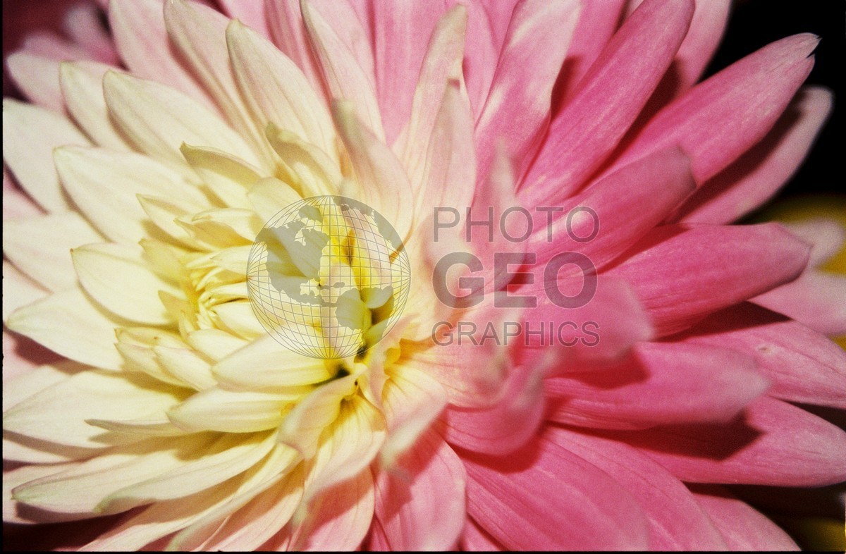 2276 Pink & White Dahlia, Palmer, AK