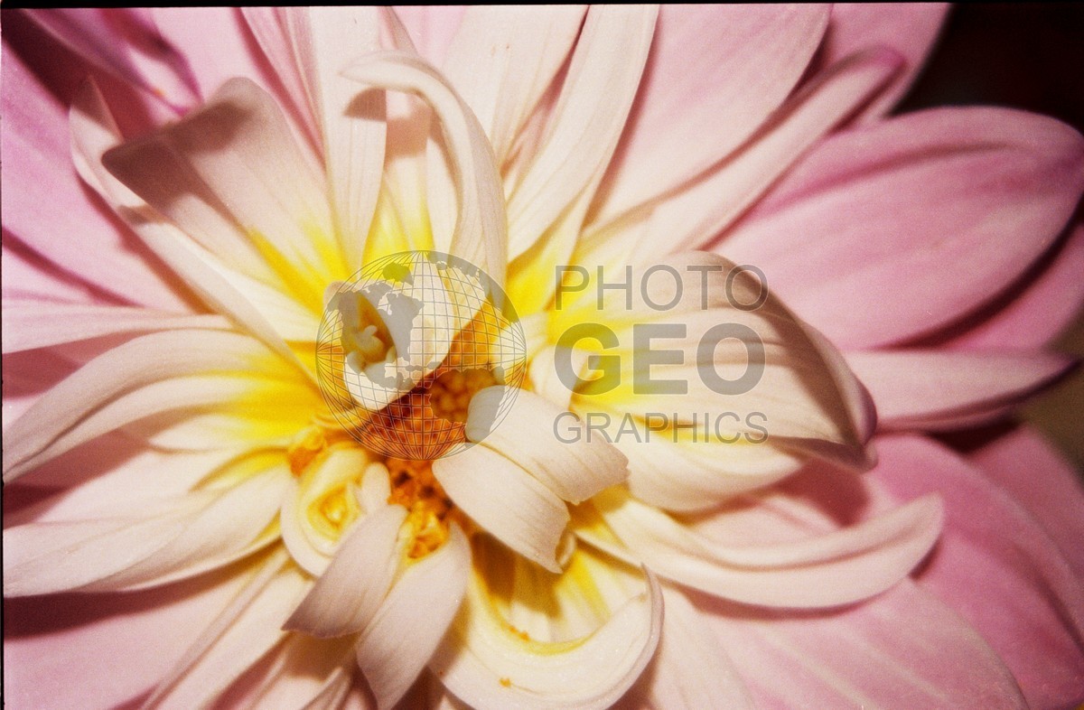 2277 Pink, White & Yellow Dahlia, Palmer, AK