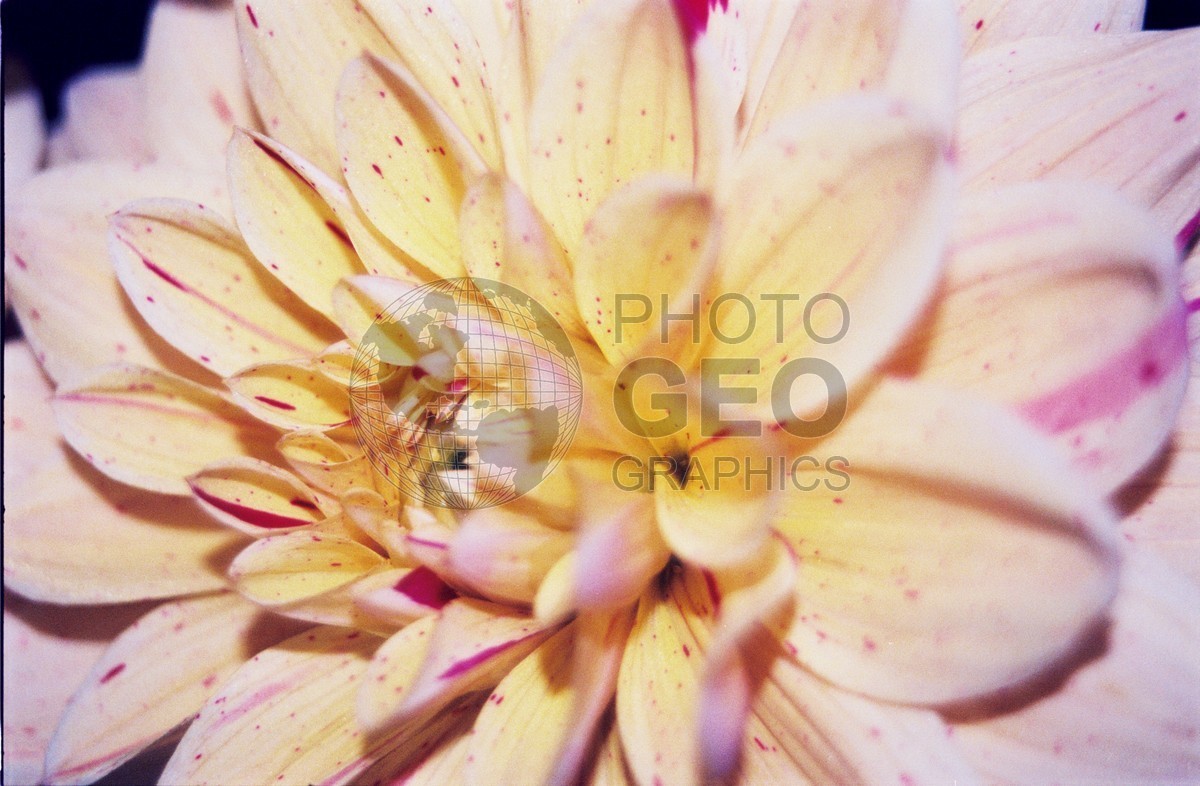 2278 Yellow & Pink Dahlia, Palmer, AK
