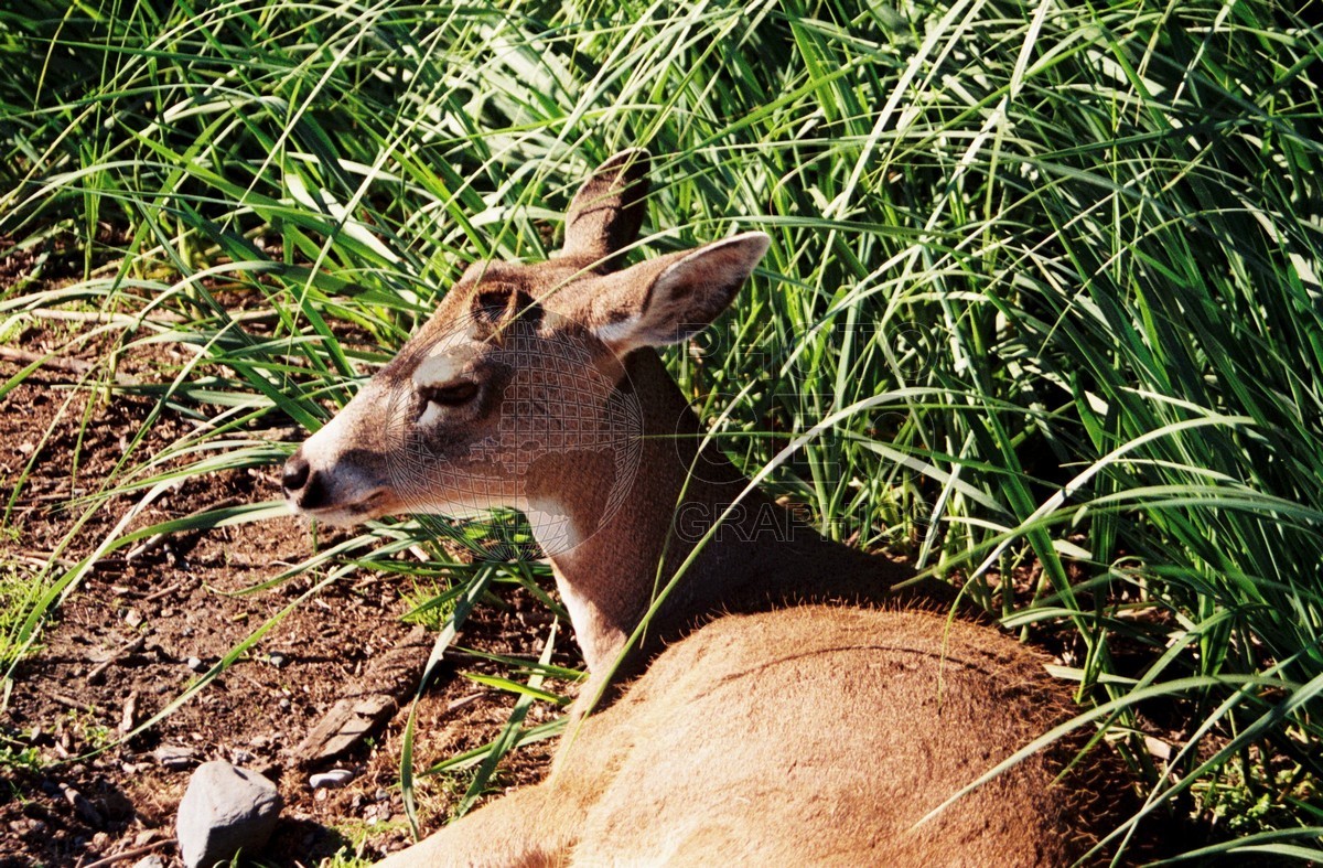 2280 Deer, Girdwood, AK