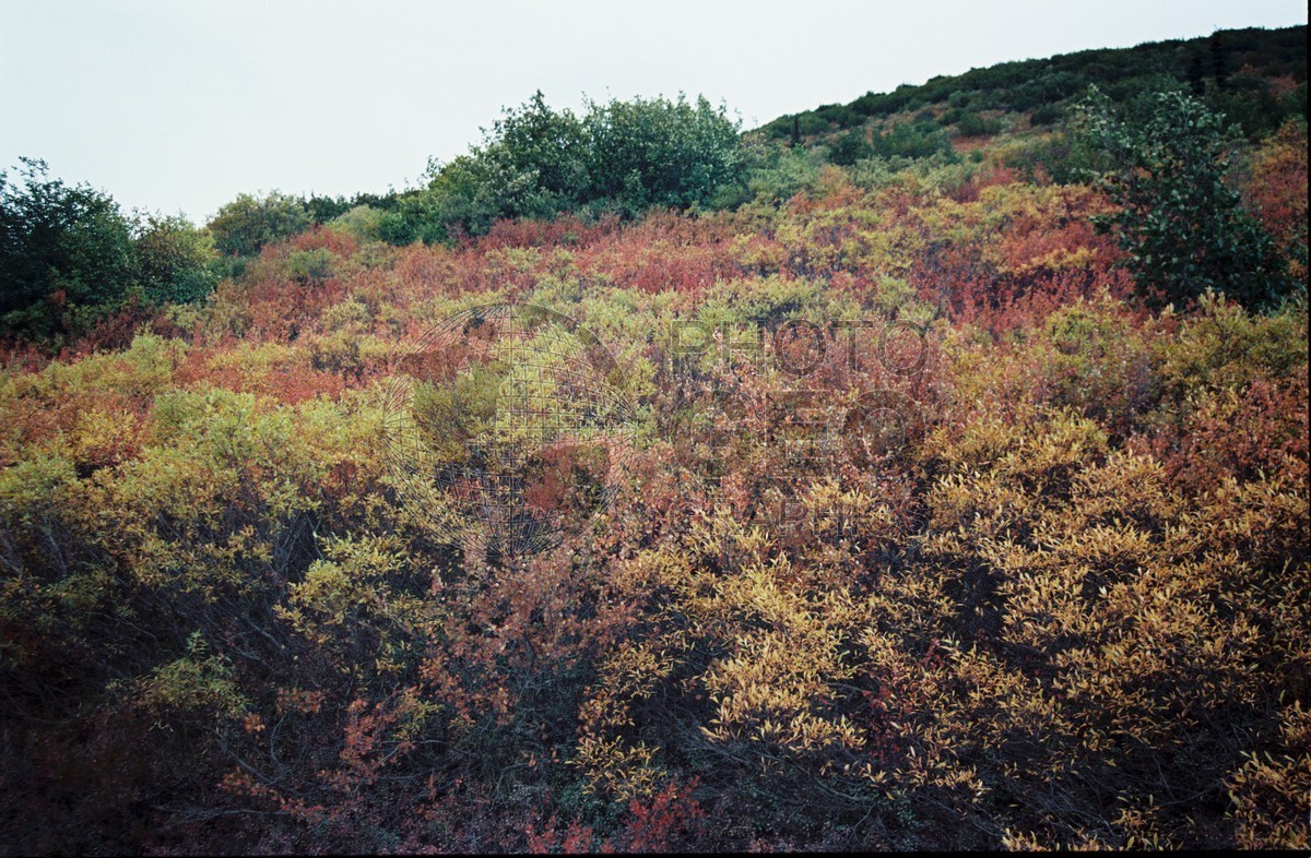 2284 Fall Colors, Denali National Park, AK
