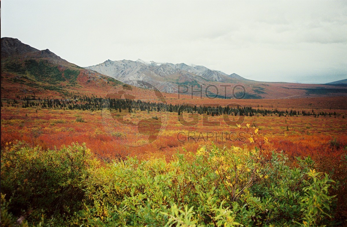 2285 Fall Colors, Denali National Park, AK