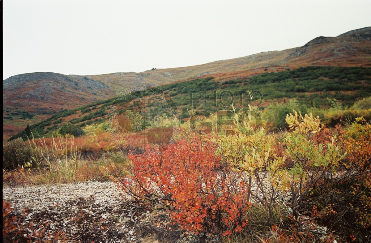2286 Fall Colors, Denali National Park, AK