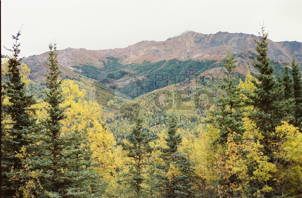 2288 Fall Colors, Denali National Park, AK