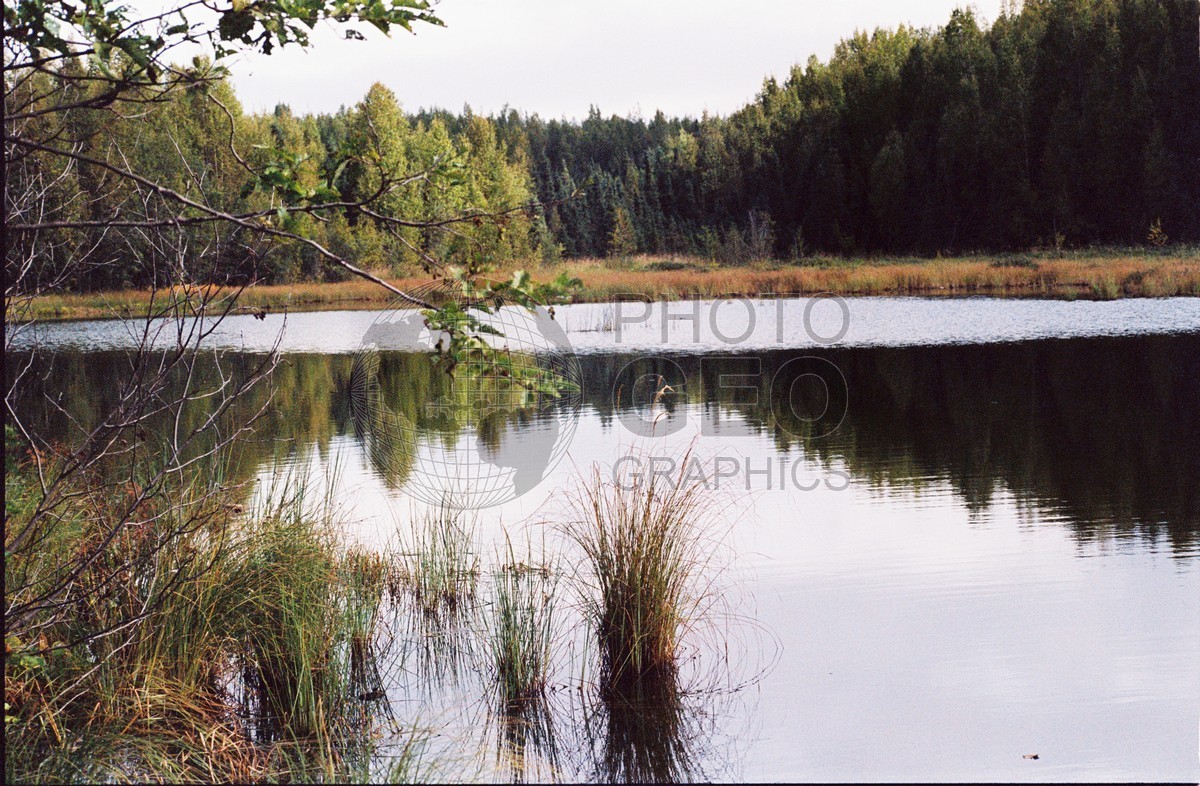 2295 Forest Reflects in Lake, Palmer, AK