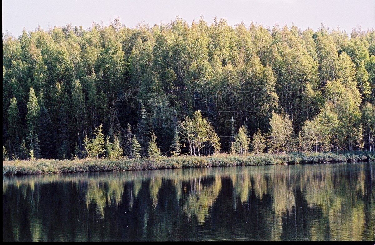 2296 Forest Reflects in Lake, Palmer, AK