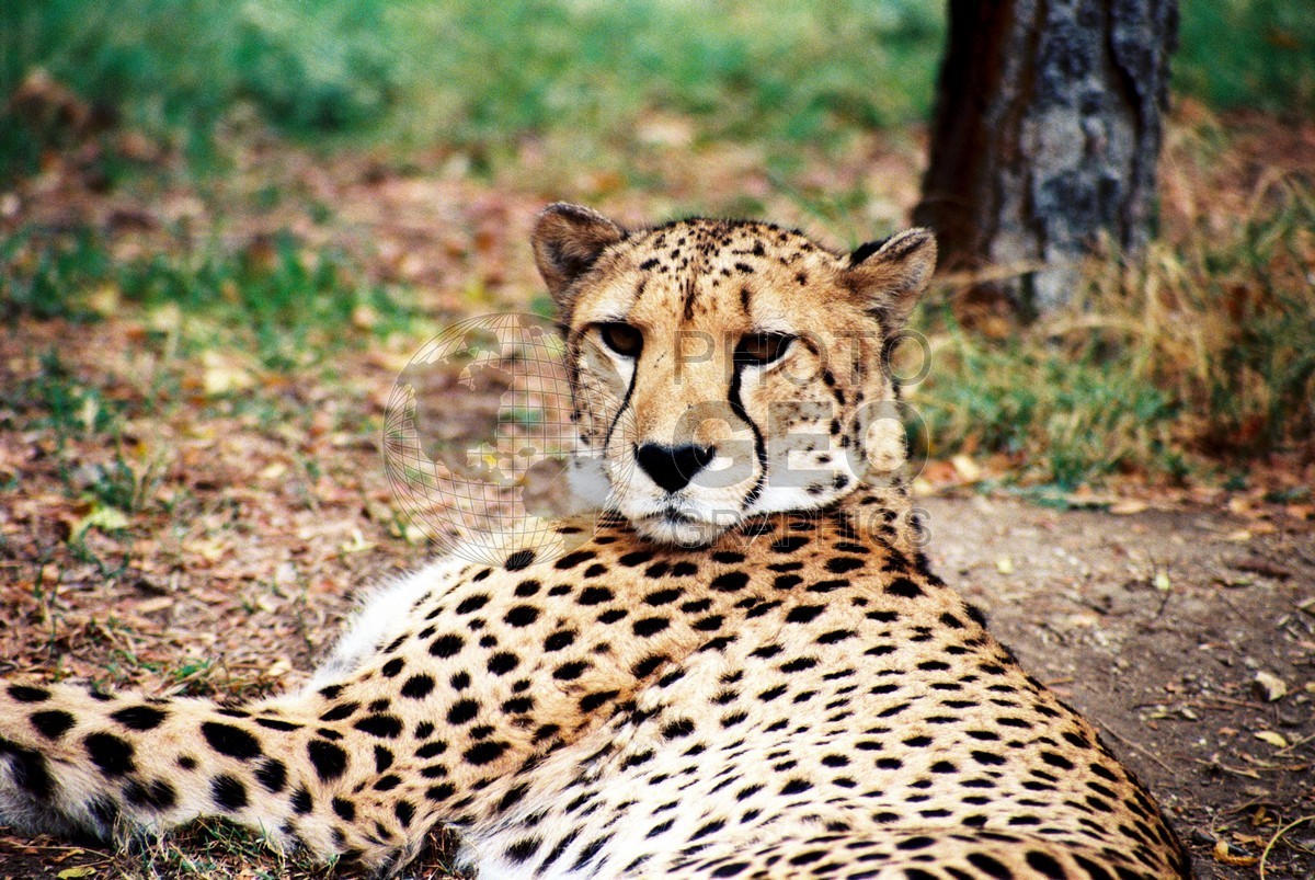 2310 Cheetah, Dallas, TX