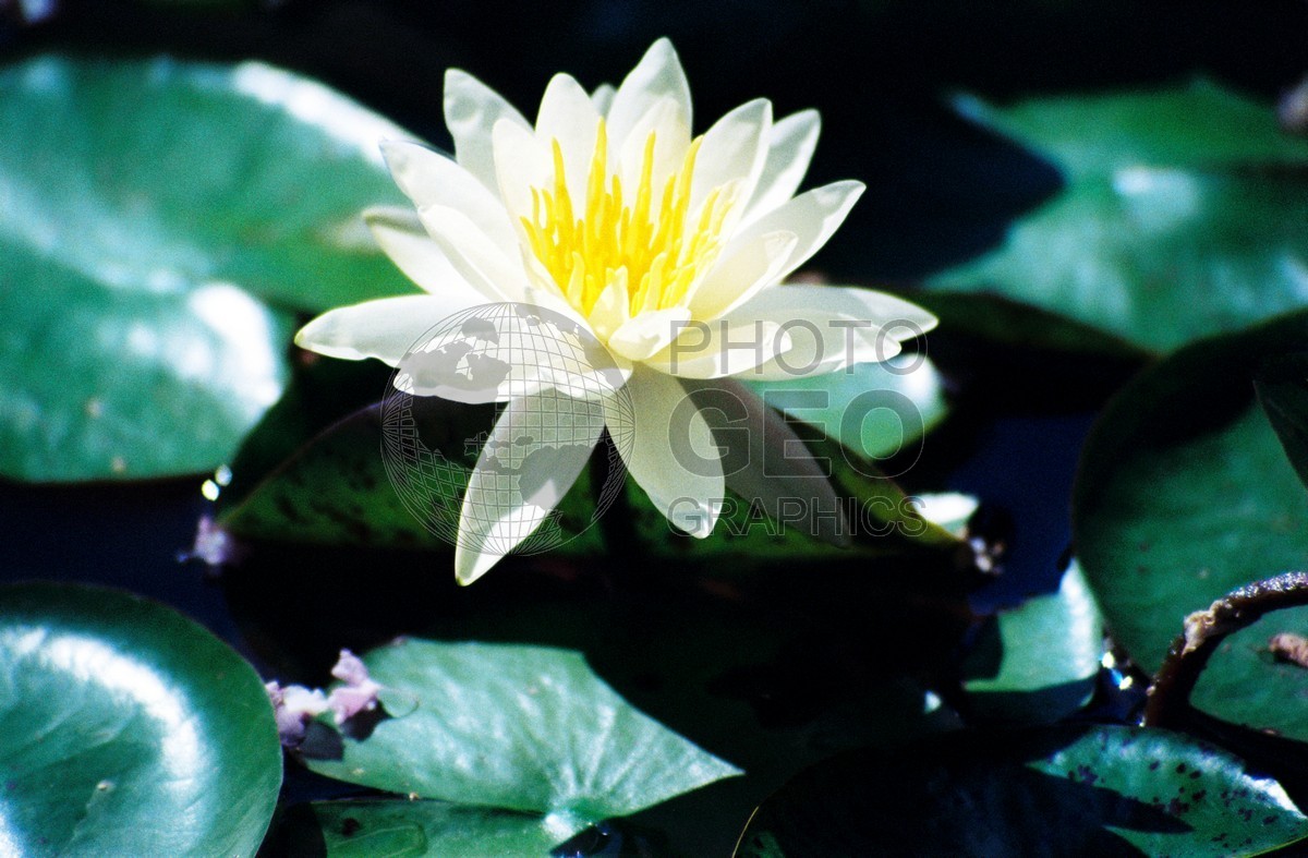 2314 White Water Lilly, Dallas, TX