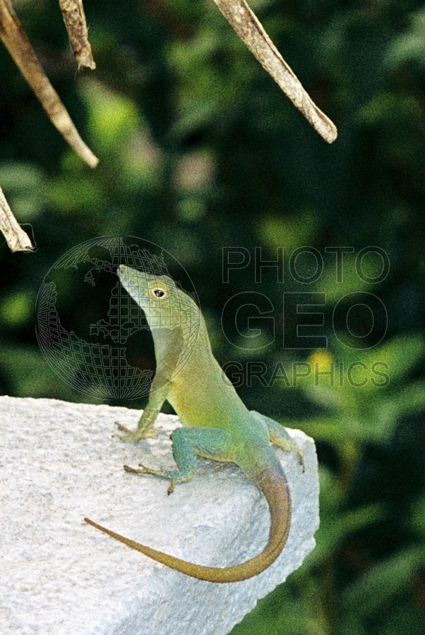 2375 Gecko, Bermuda