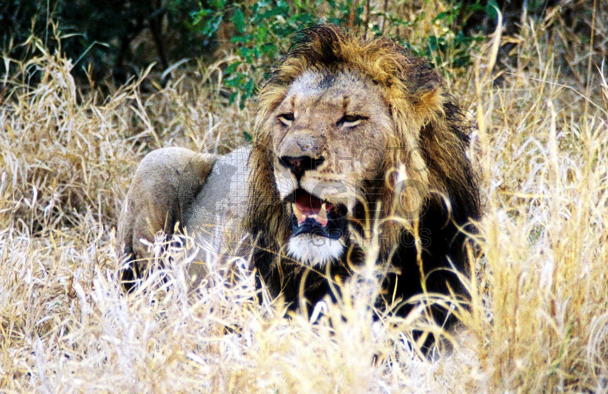 2380 Lion, Krueger National Park, South Africa