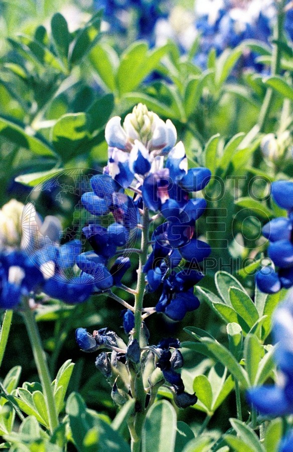 2382 Bluebonnets, Ennis, TX
