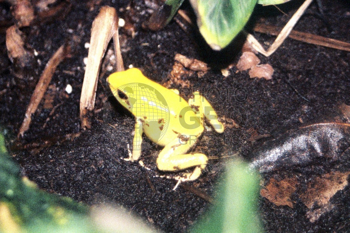 2384 Yellow Frog, Naples, FL