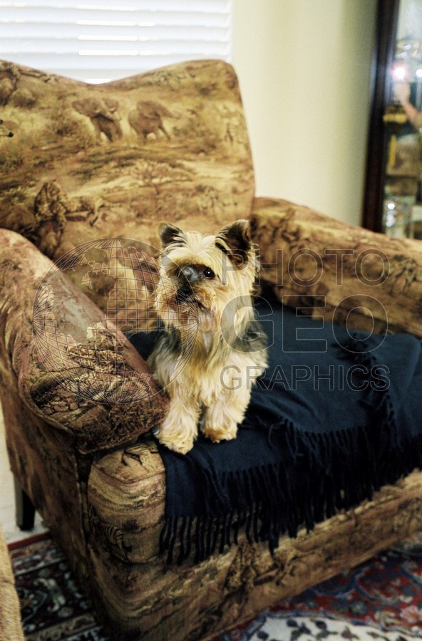 5039 Relaxing Yorkie