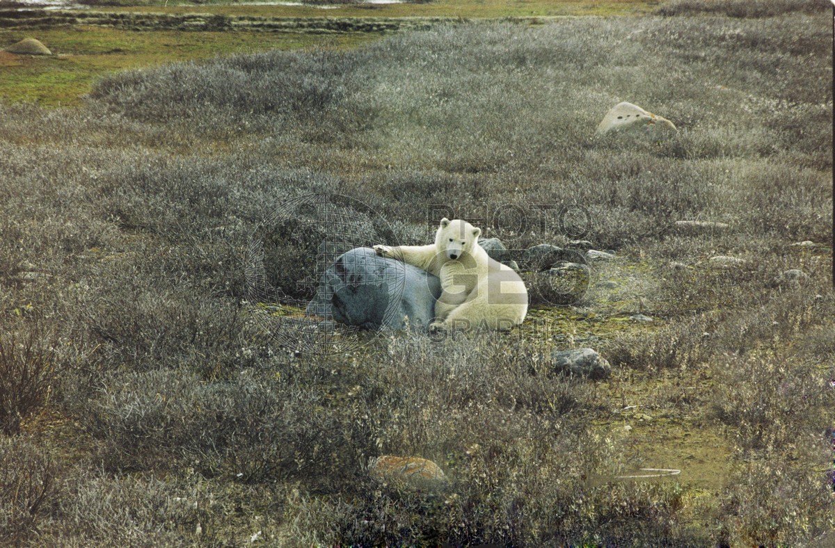 0048 Polar Bear, Churchill, MB