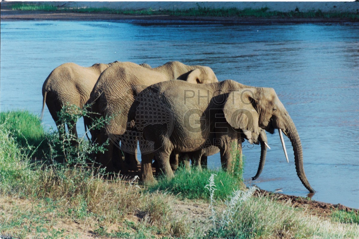 0084 Elephants, Kenya