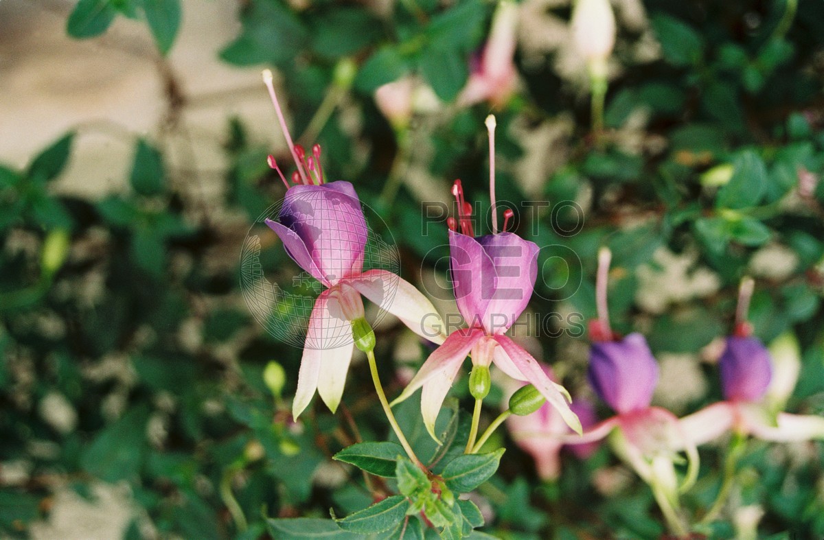 0486 Columbine, Vonnas, France